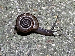 Helminthoglypta benitoensis