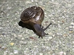 Helminthoglypta benitoensis