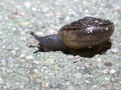 Helminthoglypta benitoensis