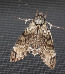 Psilogramma menephron