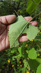 Simsia foetida