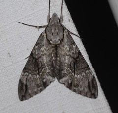 Psilogramma menephron