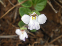 Diclis rotundifolia