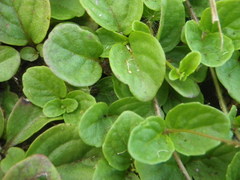 Diclis rotundifolia