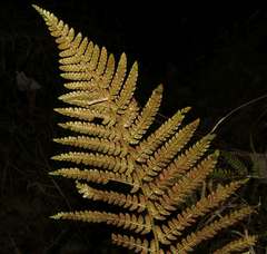 Polystichum setiferum