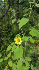 Simsia foetida