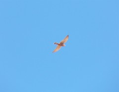 Falco tinnunculus tinnunculus