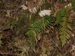 Polystichum setiferum