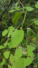 Simsia foetida