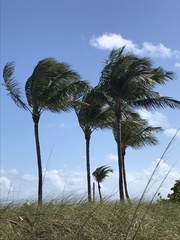 Cocos nucifera