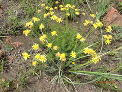Euryops laxus
