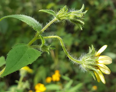 Simsia foetida