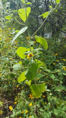 Simsia foetida