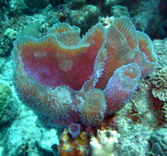 Callyspongia plicifera