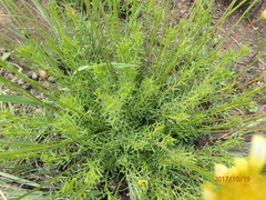 Euryops laxus