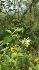 Simsia foetida