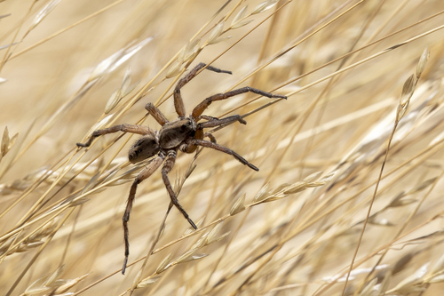 iNaturalist observation photo of Schizocosa maxima