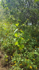Simsia foetida