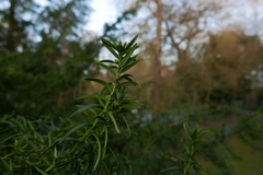 Cecidophyopsis psilaspis