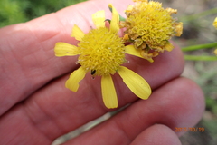 Euryops laxus