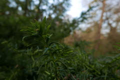 Cecidophyopsis psilaspis