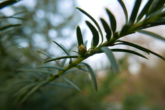 Cecidophyopsis psilaspis