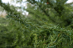 Cecidophyopsis psilaspis