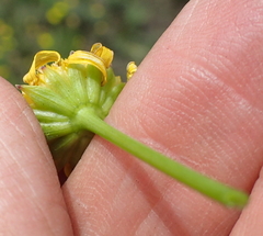 Euryops laxus