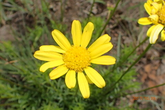 Euryops laxus