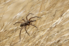 Schizocosa maxima