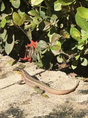 Leiocephalus personatus