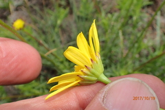 Euryops laxus