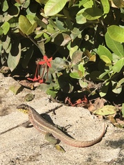 Leiocephalus personatus