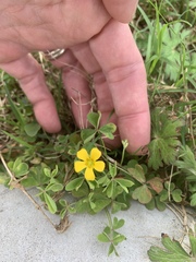 Oxalis texana