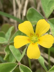 Oxalis texana