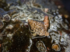 Paciocinebrina interfossa