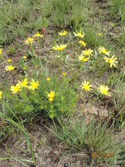 Euryops laxus