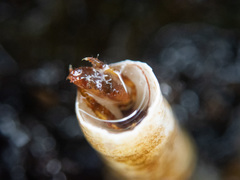 Discorsopagurus schmitti