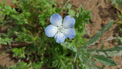 Nemophila phacelioides