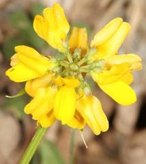 Securigera securidaca