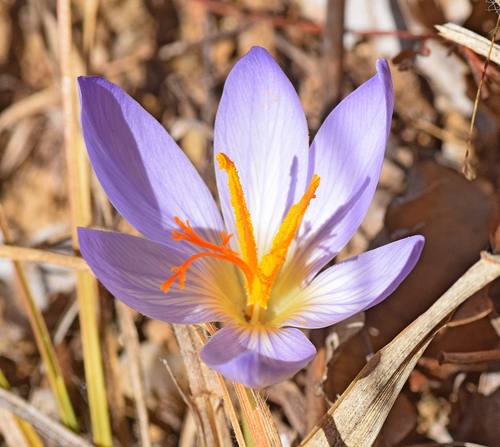 Crocus cancellatus Herb.
