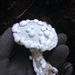 Hypomyces - Photo (c) awaldrop18, some rights reserved (CC BY-NC), uploaded by awaldrop18