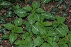 Lamium orvala