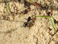 Traumatomutilla graphica