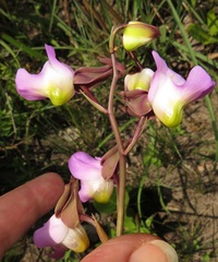Eulophia cucullata