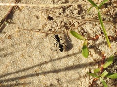 Traumatomutilla graphica