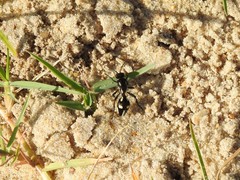 Traumatomutilla graphica