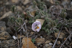Colchicum triphyllum