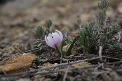 Colchicum triphyllum