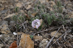 Colchicum triphyllum